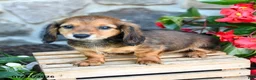 Miniature Dachshund dogs for sale: Lance  - Ad 3