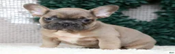 French Bulldog dogs for sale: Hunter - Ad 5