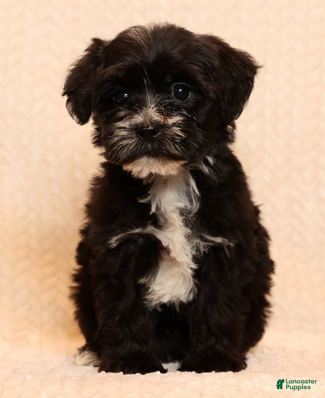 Yochon dogs for sale: Twinkle - Ad 2