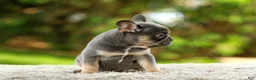 French Bulldog dogs for sale: Fancy - Ad 10