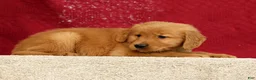 Golden Retriever dogs for sale: Connor - Ad 4