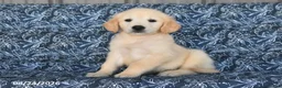 Golden Retriever dogs for sale: Macy - Ad 3