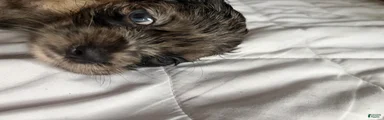 Cocker Spaniel 1