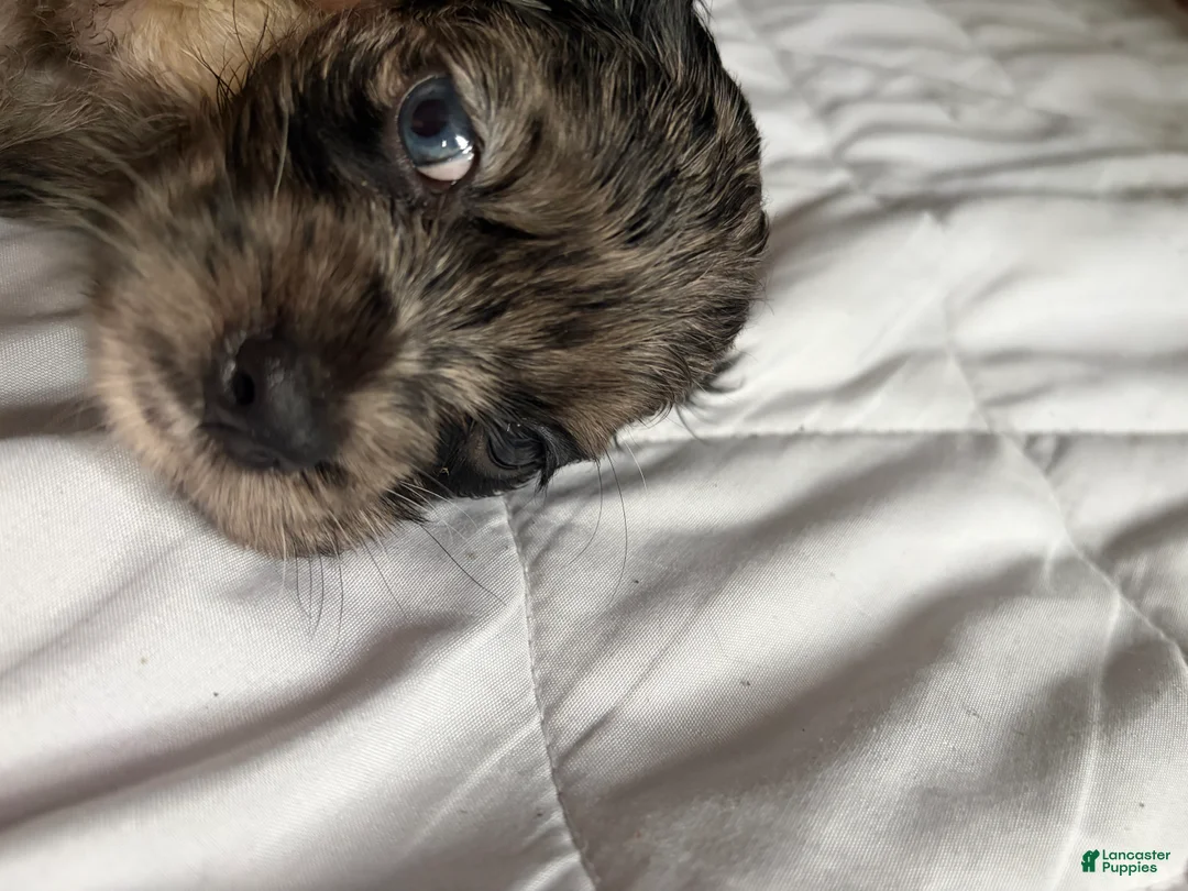 Cocker Spaniel dogs for sale: Cocker Spaniel 1 - Ad 1