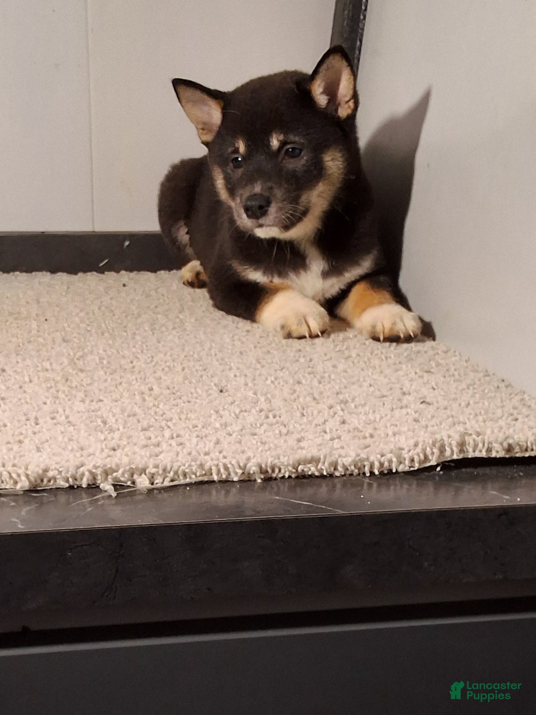 Shiba Inu dogs for sale: Tammie  - Ad 1