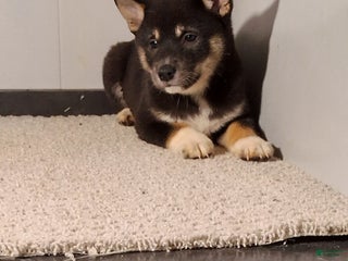 Shiba Inu dogs Tammie - Ad 36