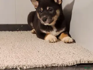 Shiba Inu dogs Tammie - Ad 22