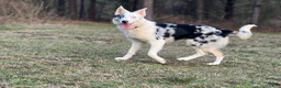 Border Collie dogs for sale: Border Collie 4 - Ad 2