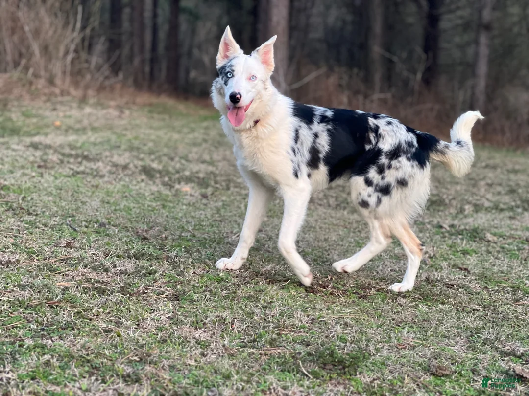Border Collie dogs for sale: Border Collie 4 - Ad 2
