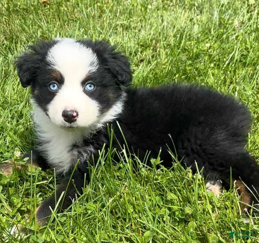 Australian Shepherd dogs for sale: Max  - Ad 2