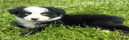 Australian Shepherd dogs for sale: Max  - Ad 1