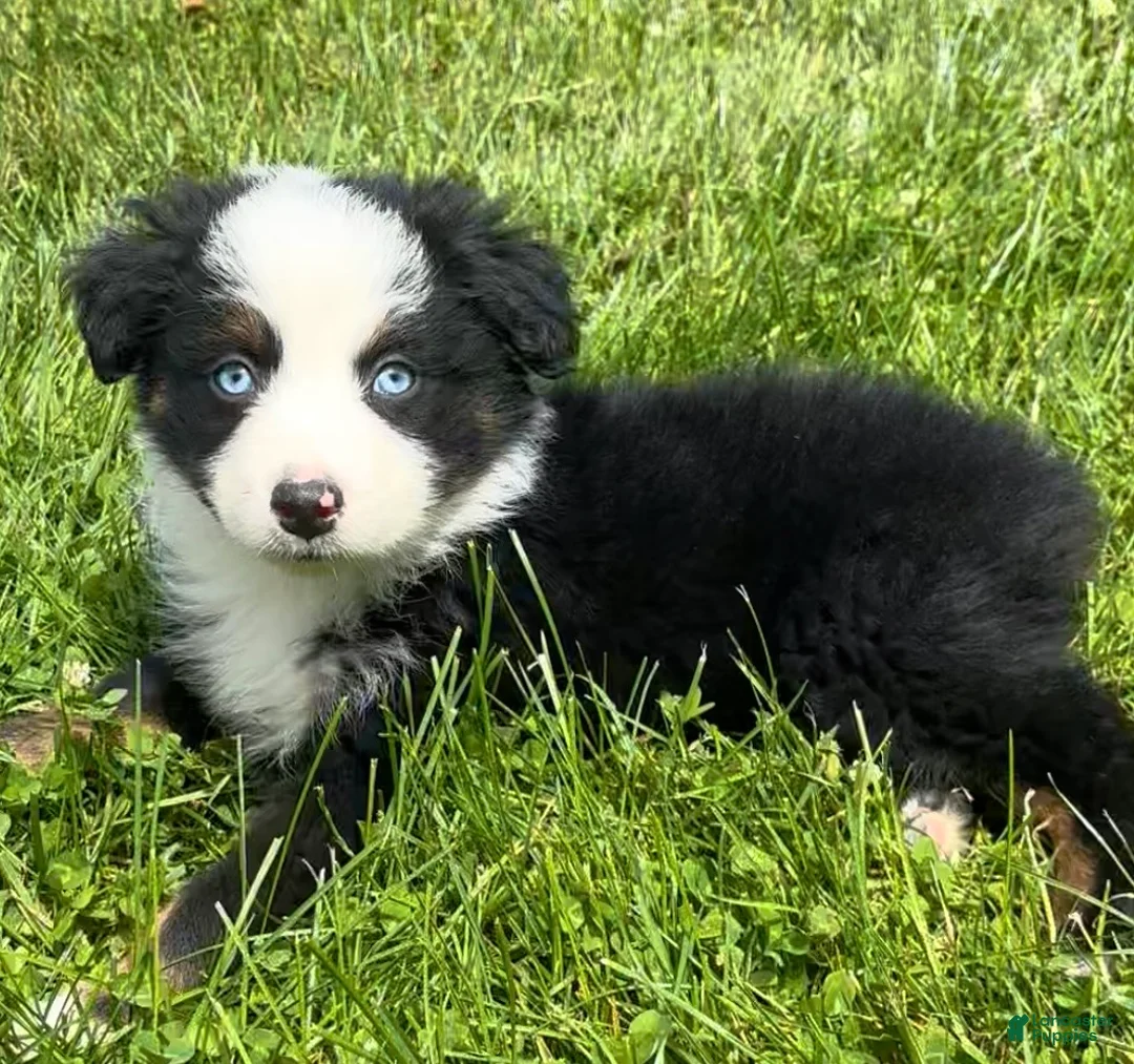Australian Shepherd dogs for sale: Max  - Ad 1