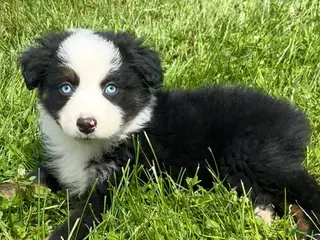 Australian Shepherd dogs for sale: Max - Ad 2