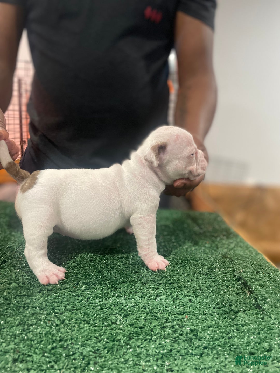 American Bully dogs for sale: American Bully Puppy 6 - Ad 3