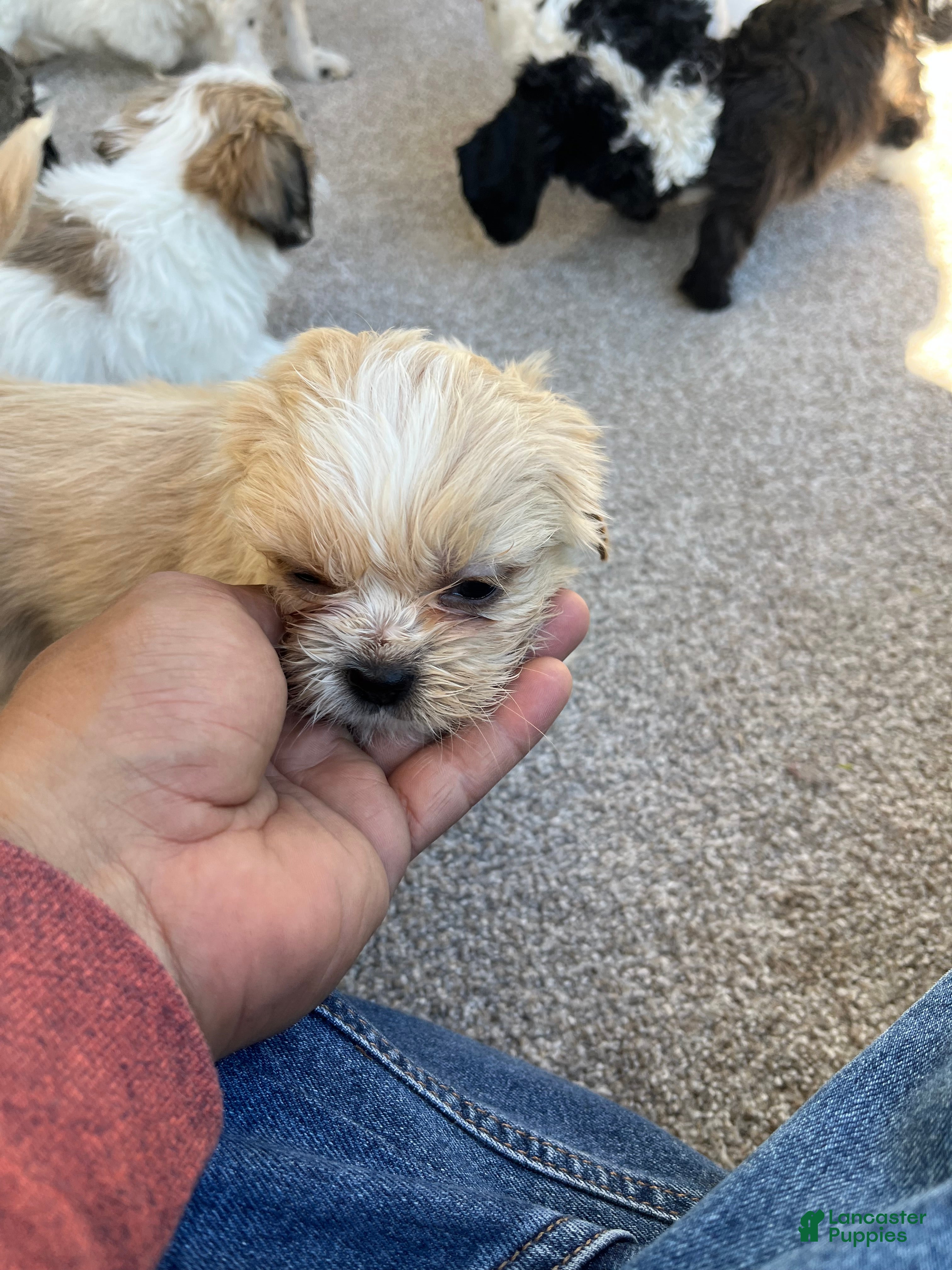 Havanese dogs Havanese Puppy 1 - Ad 7