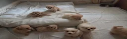 Eskipoo dogs for sale: Dolly - Ad 3