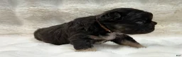 French Bulldog dogs for sale: French Bulldog 1 - Ad 5