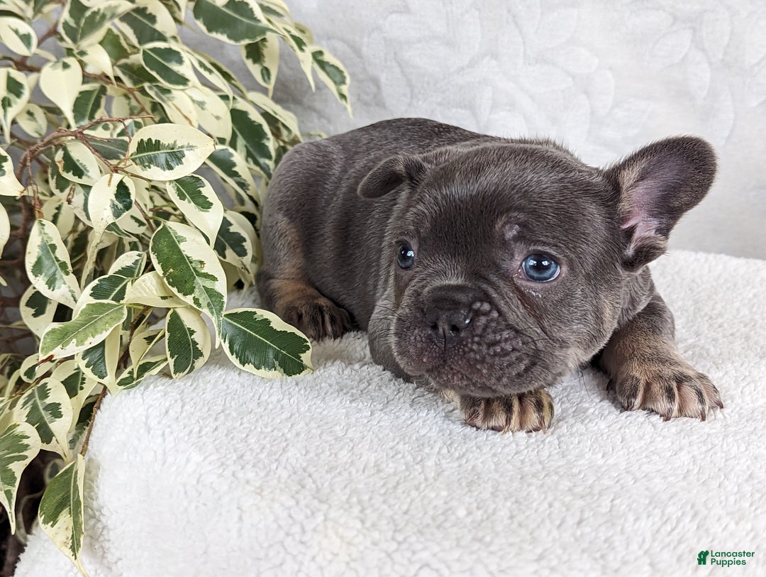 French Bulldog dogs for sale: Snickers - Ad 2
