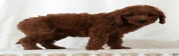 Mini Goldendoodle dogs for sale: Jordan - Ad 8