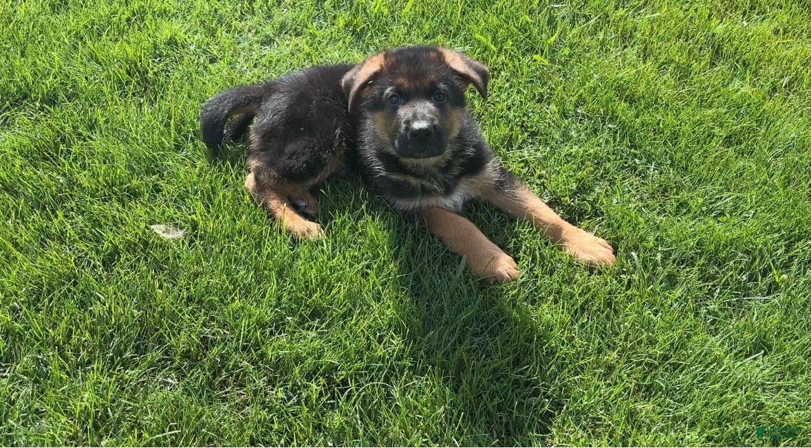 German Shepherd dogs for sale: John Boy - Ad 1