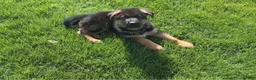 German Shepherd dogs for sale: John Boy - Ad 1