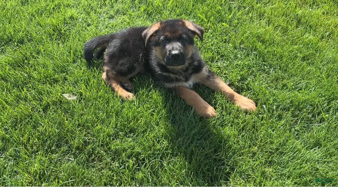 German Shepherd dogs for sale: John Boy - Ad 1