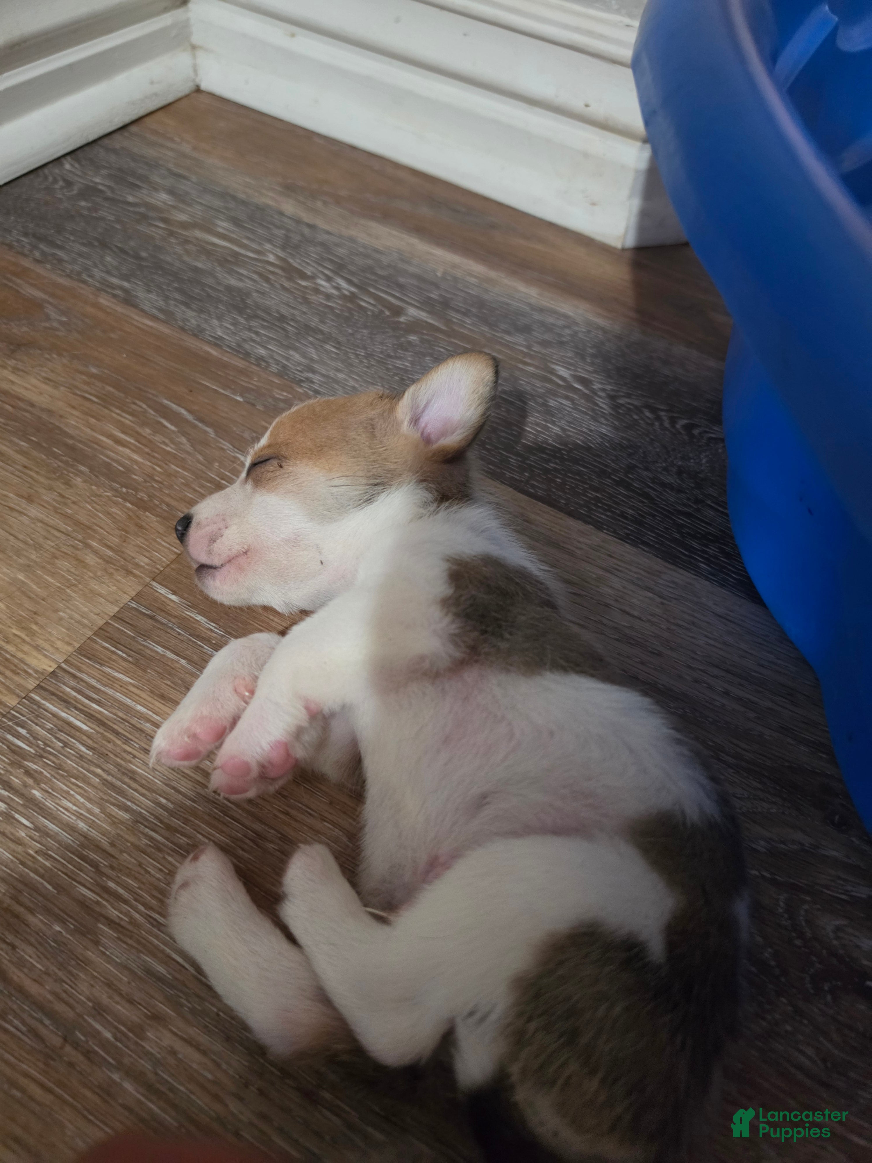 Mixed Breed dogs Male 4 - Ad 31