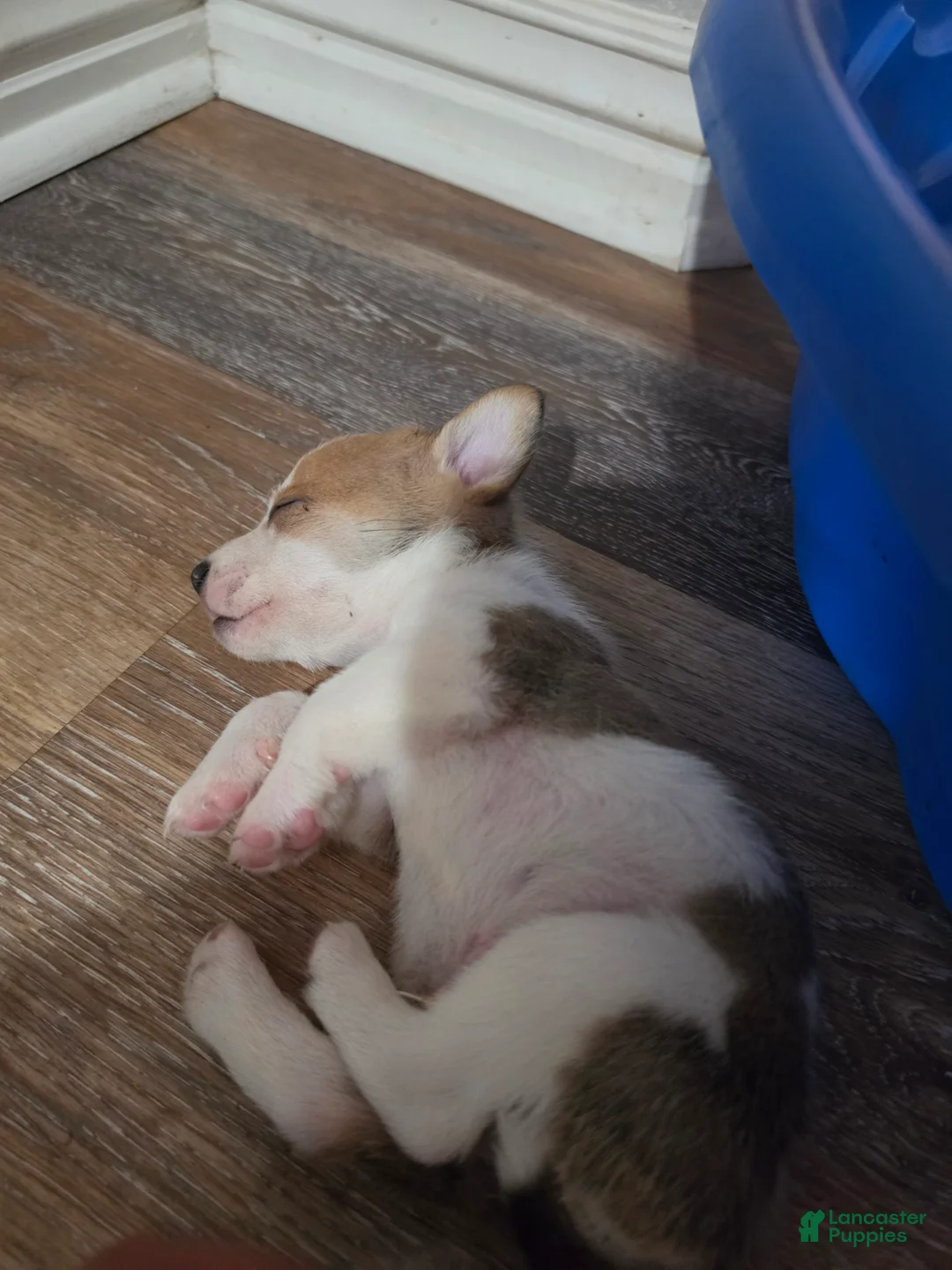 Mixed Breed dogs for sale: Male 4 - Ad 1