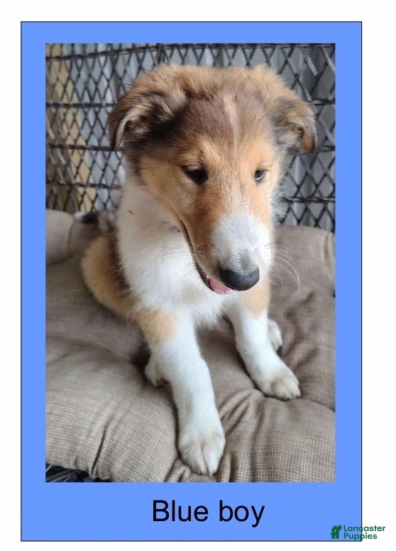 Collie dogs Collie 1 - Blue collar - Ad 15