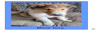 Collie 1 - Blue collar