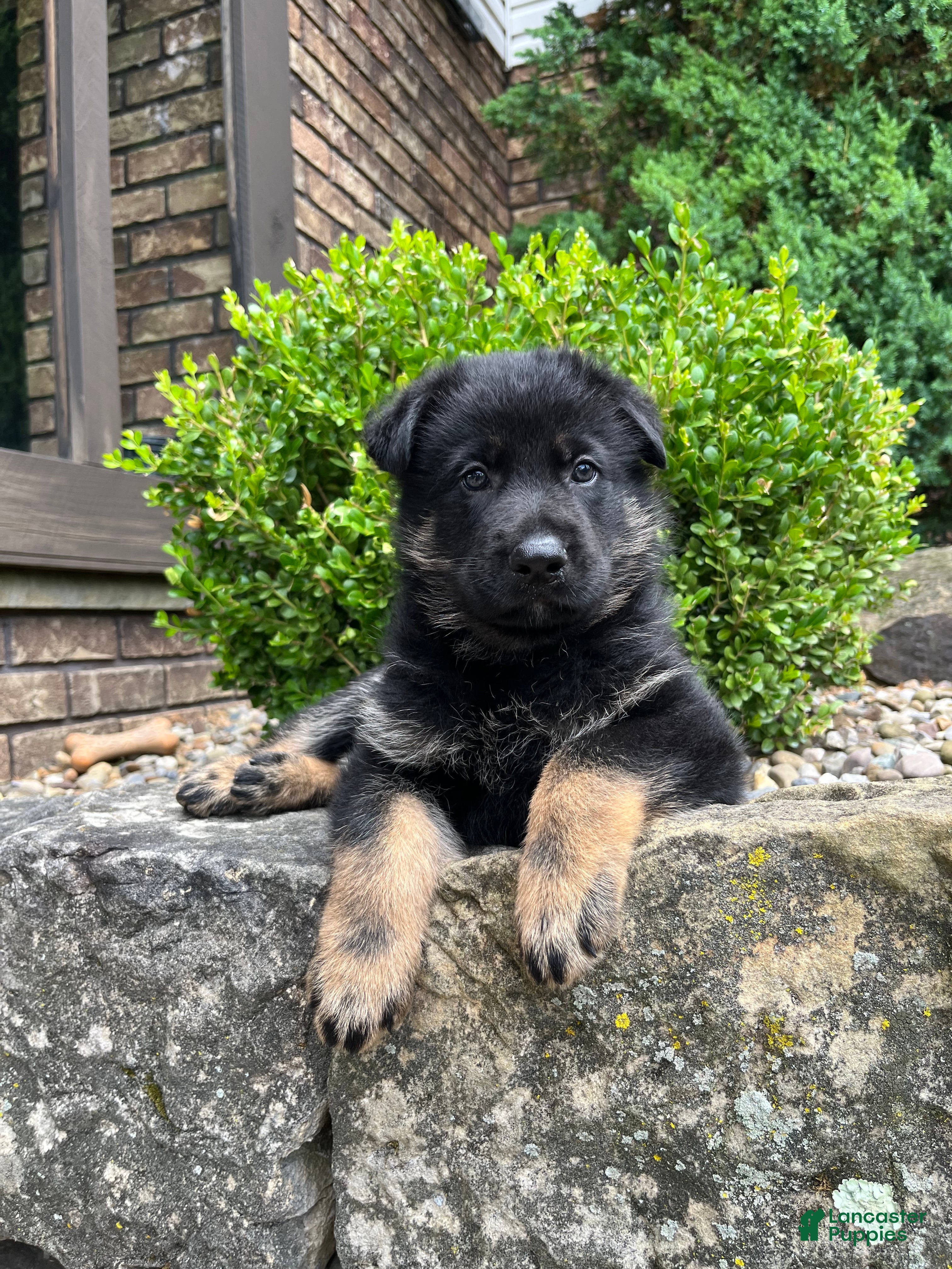 German Shepherd dogs Murphy - Ad 2