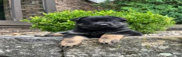 German Shepherd dogs for sale: Murphy - Ad 2