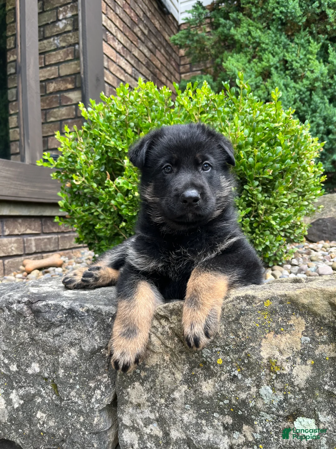 German Shepherd dogs for sale: Murphy - Ad 2