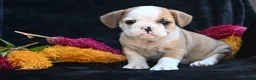 Mixed Breed dogs for sale: Oliver - Ad 9