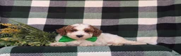 Miniature Poodle dogs for sale: Curtiss - Ad 4