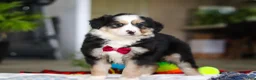Australian Shepherd dogs for sale: Tucker - Ad 4