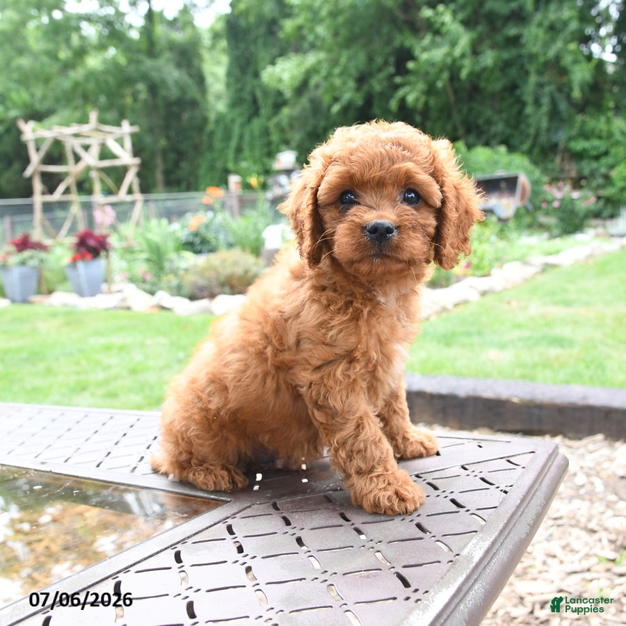 Cavapoo dogs Milo - Ad 2