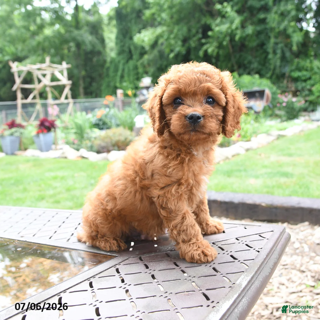 Cavapoo dogs for sale: Milo - Ad 2