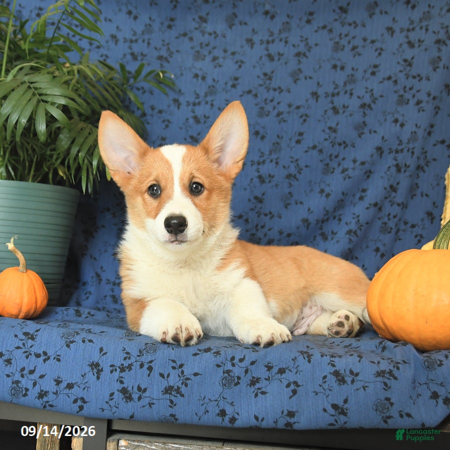 Welsh Corgi Pembroke dogs Grayson - Ad 2