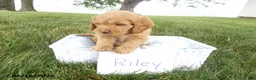 Cockapoo dogs for sale: Riley - Ad 2