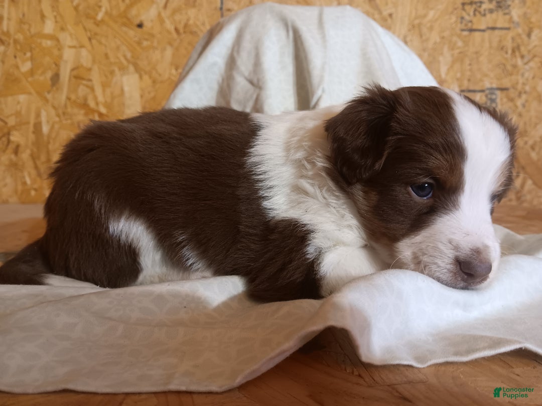 Australian Shepherd dogs for sale: Graham - Ad 2