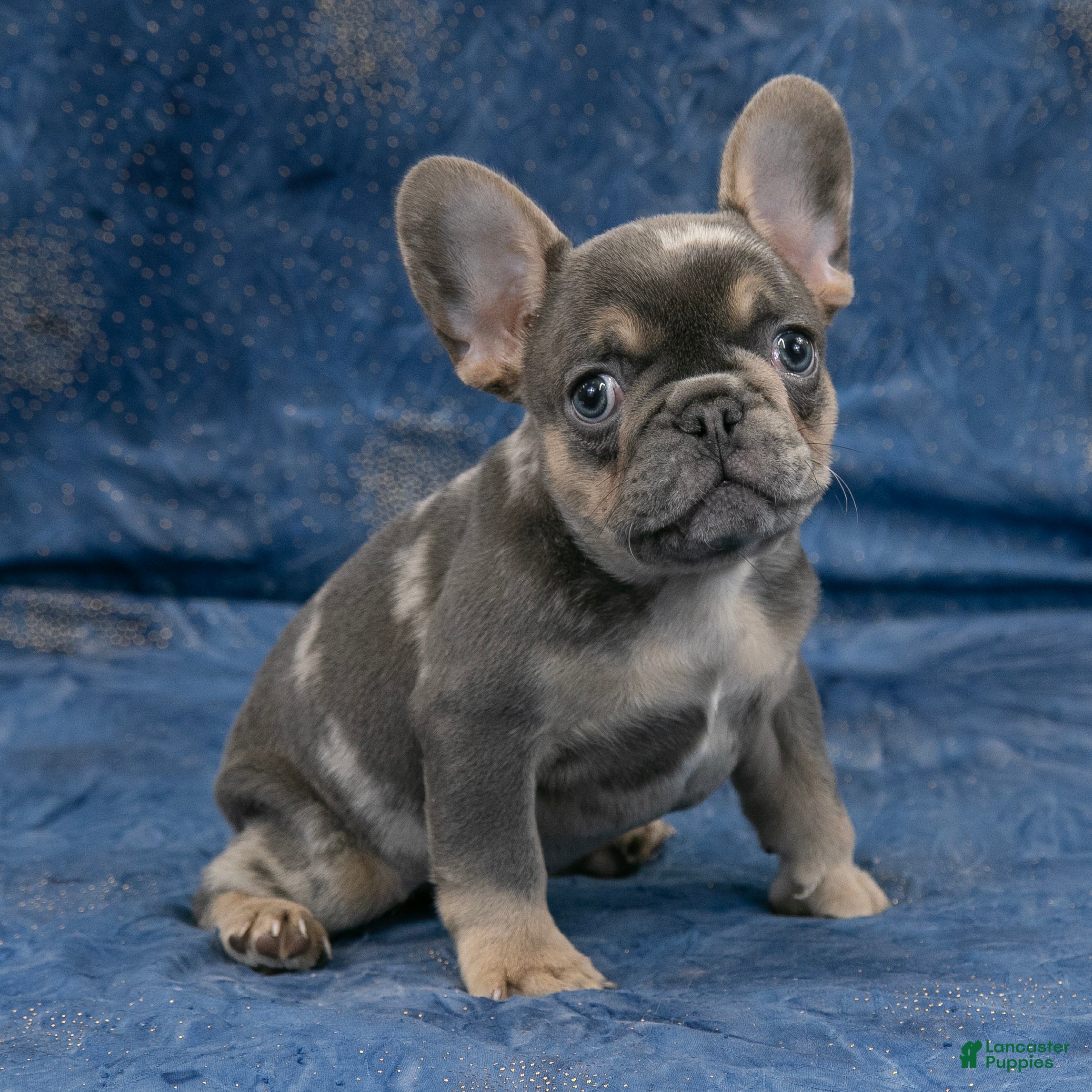 French Bulldog dogs Rusty - Ad 2