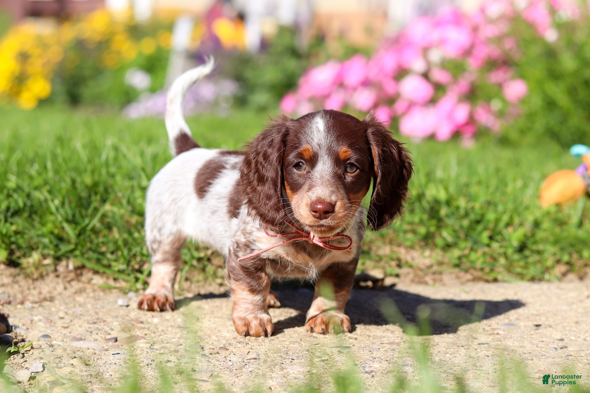 Dachshund dogs Sadie - Ad 2