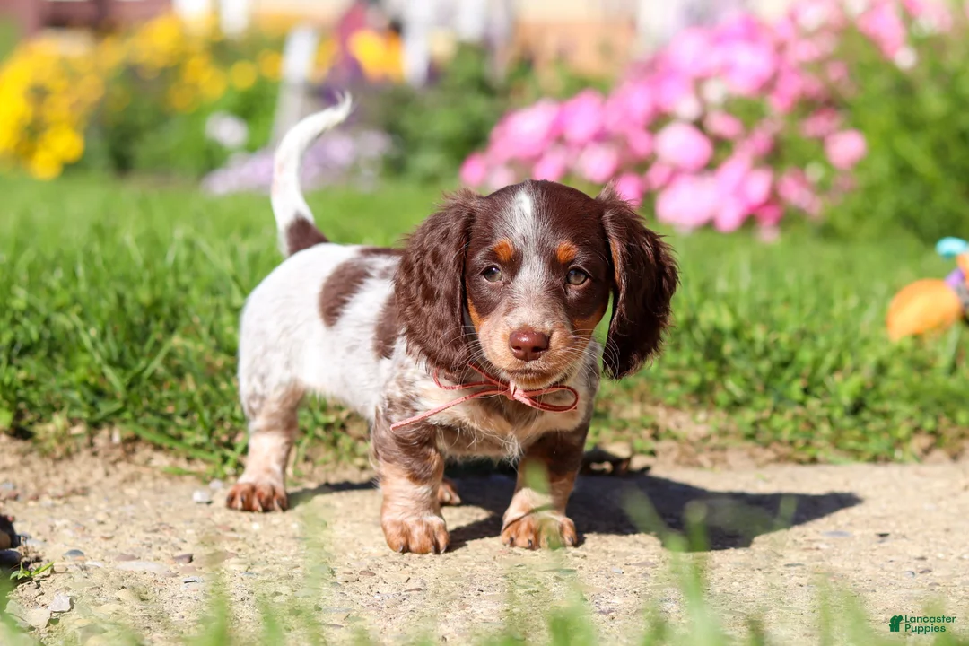 Dachshund dogs for sale: Sadie - Ad 2