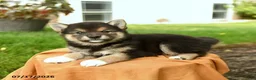 Shiba Inu dogs for sale: Cheyenne - Ad 3