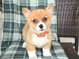 Welsh Corgi Pembroke dogs Fritz - Ad 29