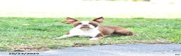 Boston Terrier dogs for sale: Emily - Ad 6