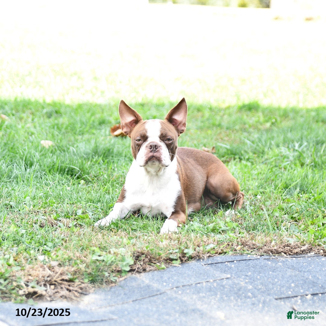 Boston Terrier dogs for sale: Emily - Ad 6