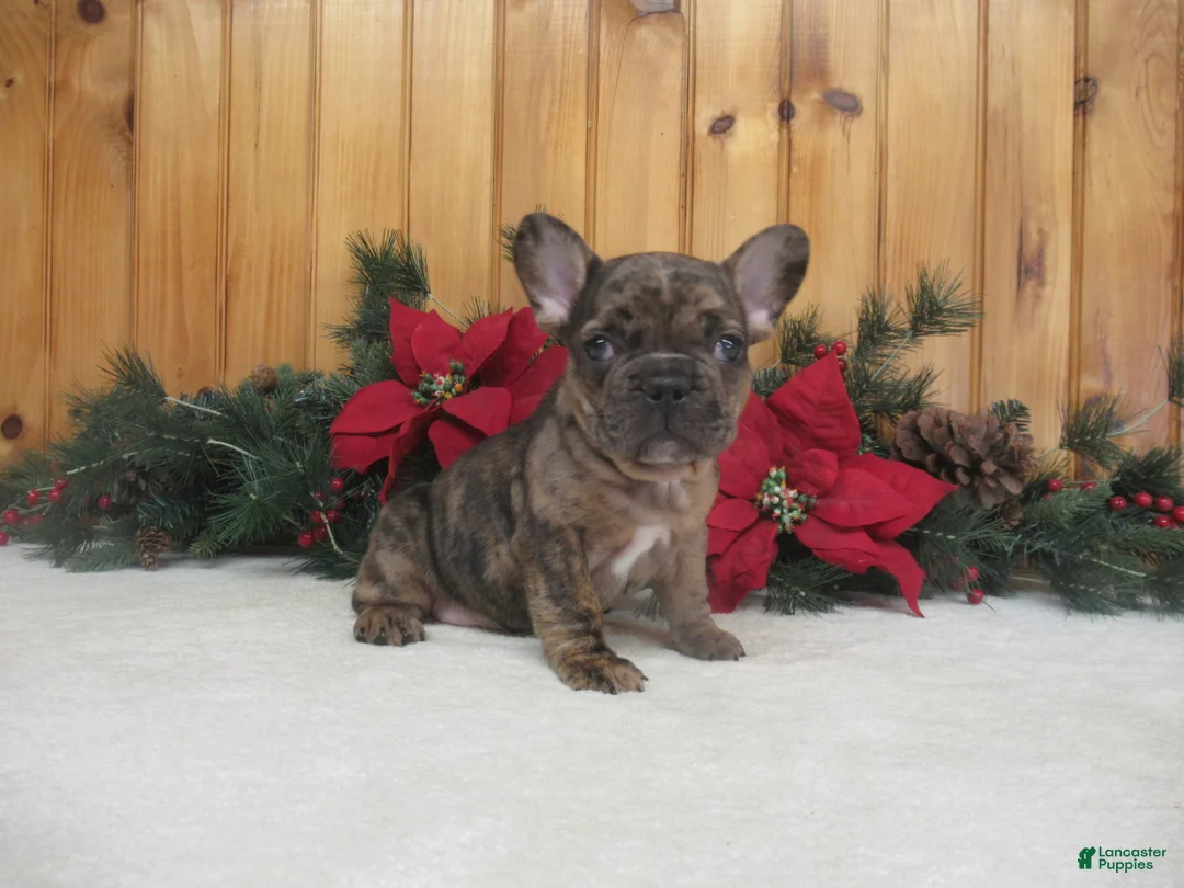 French Bulldog dogs for sale: AKC Donner - Ad 3