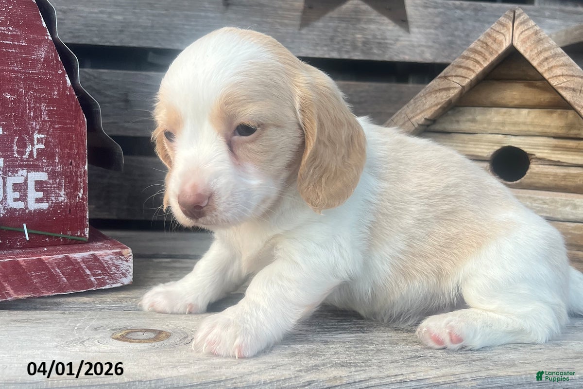 Miniature Dachshund dogs Molly - Ad 2